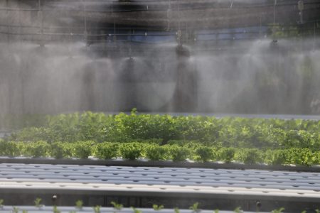 rosliny-rosnace-na-niewyraznym-tle